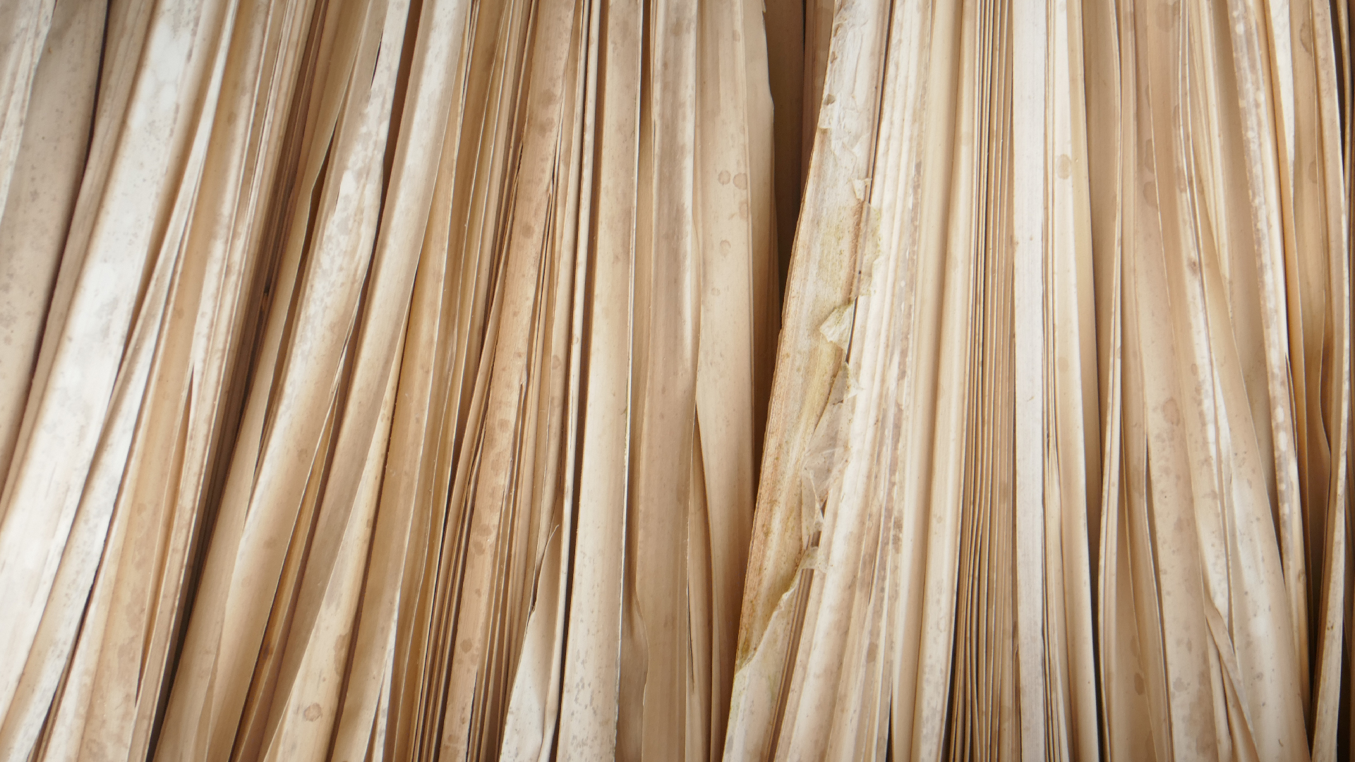 2022-10-29 13 Uhr 27 Playa Kalki (Foto, Video)